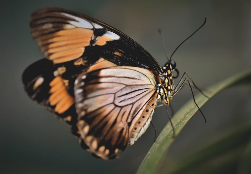 Butterfly Effect Scenarios